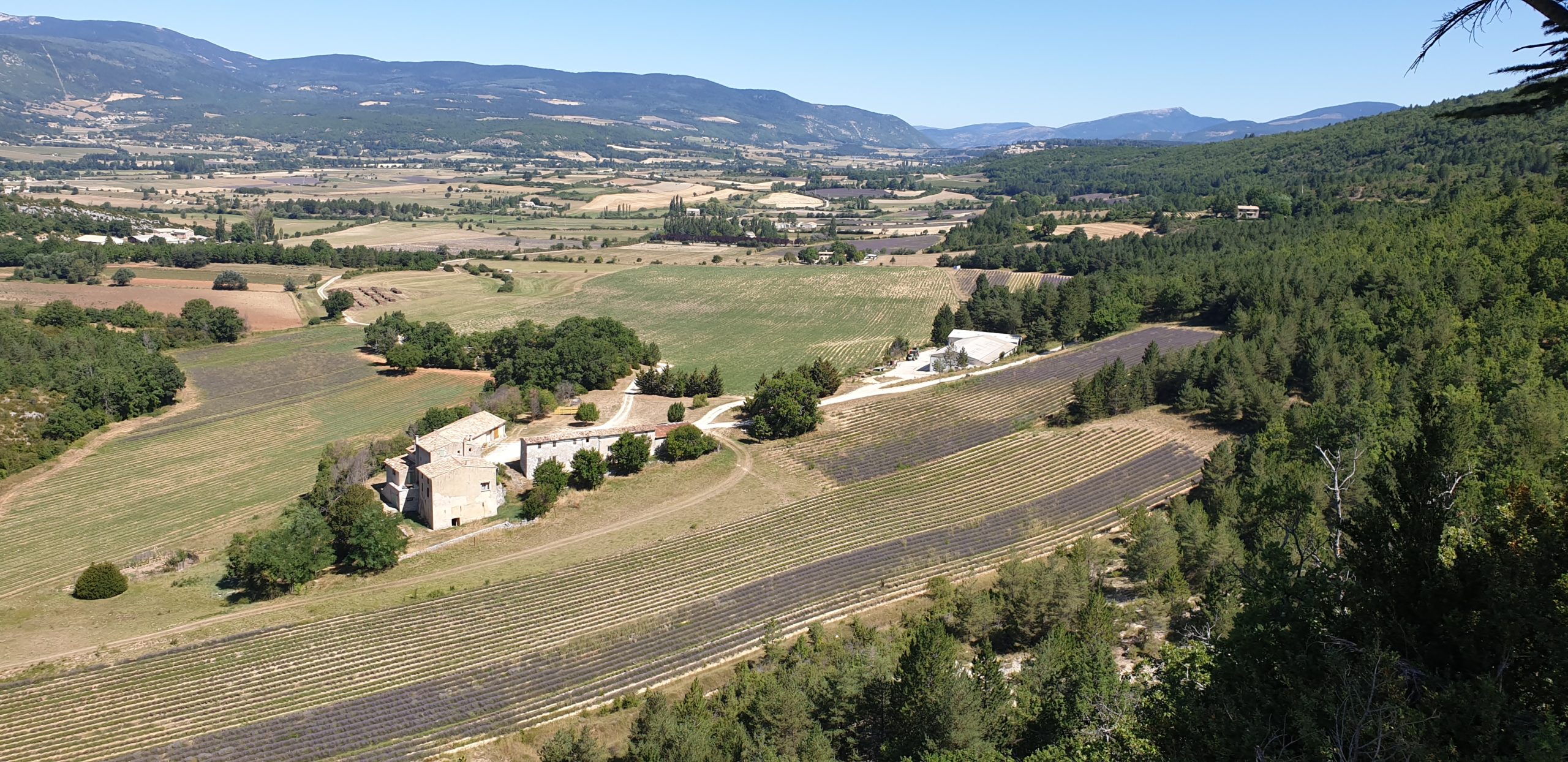 Culture de la lavande, lors de nos voyages moto en Baronnies provençales & Drôme du sud
