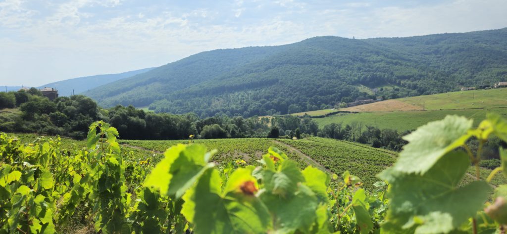 Paysage beaujolais vu des vignes au cours de notre voyage à moto en Beaujolais