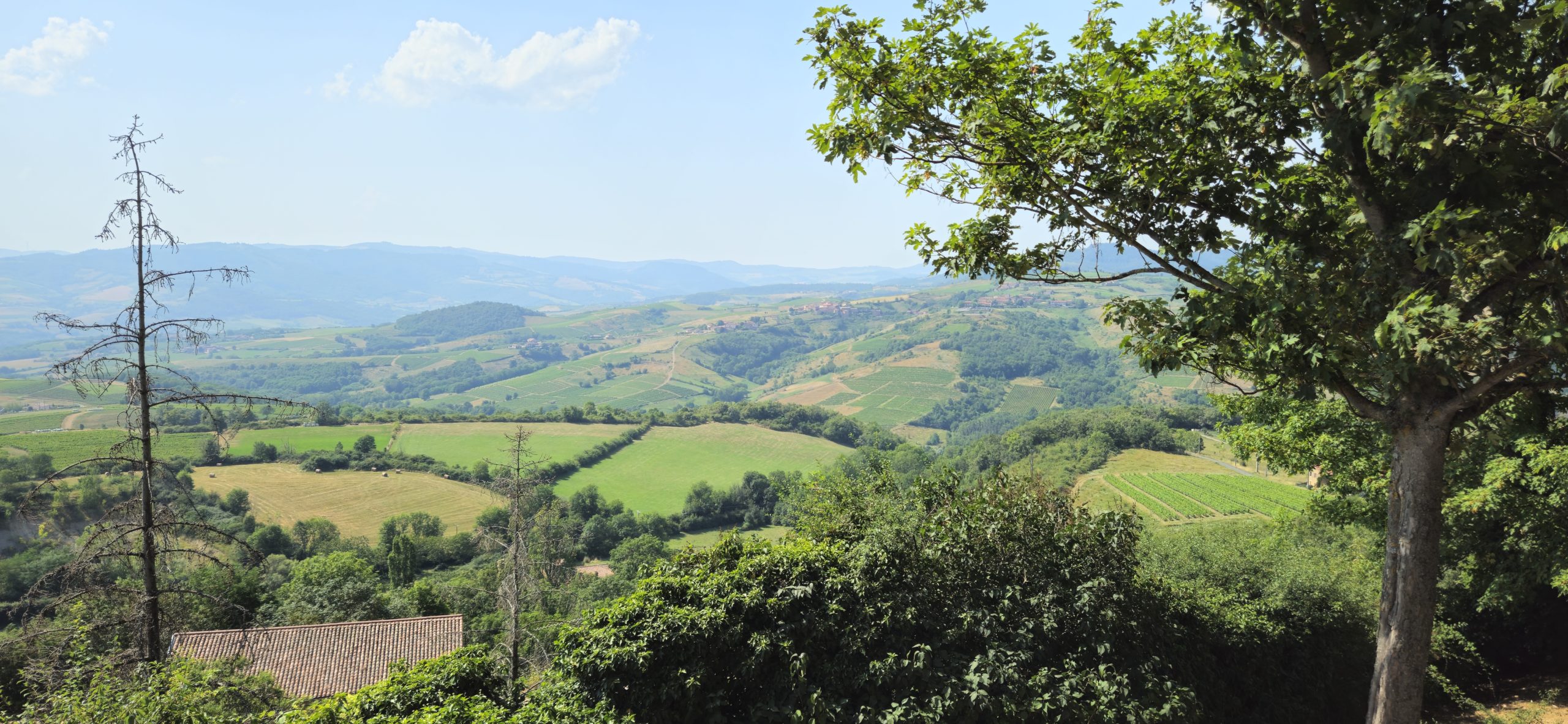 Point de vue sur les vignes beaujolaises au cours de notre voyage à moto en Beaujolais