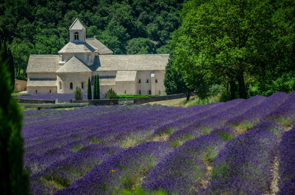 Cette photo représente l'image typique de la Haute-Provence : aux premier et deuxième plans, un champ de lavande et à l'arrière plan, à gauche un village provençal et à droite un grand chêne vert