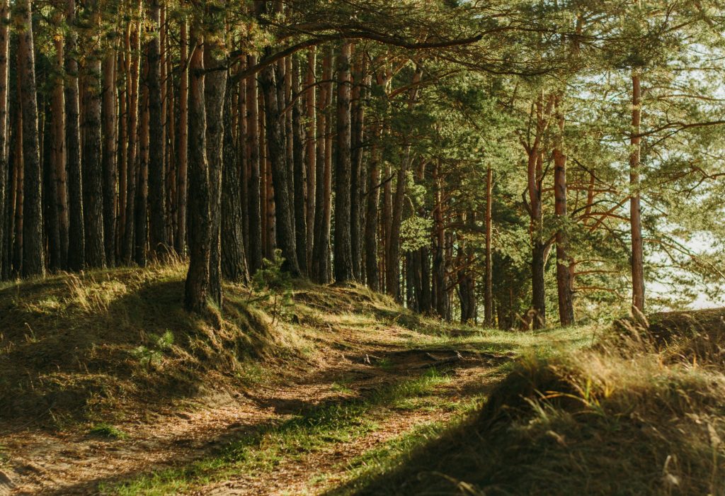 La photo représente le sous-bois d'une forêt de pins. La droite de la photo est remplie par la densité de la forêt, tandis qu'à a gauche de la photo apparait l'orée du bois et la lumière rasante du soleil, probablement levant